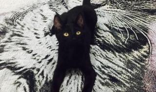 千万不要随便养黑猫