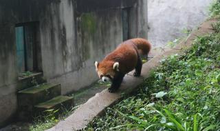 怎么去成都熊猫基地